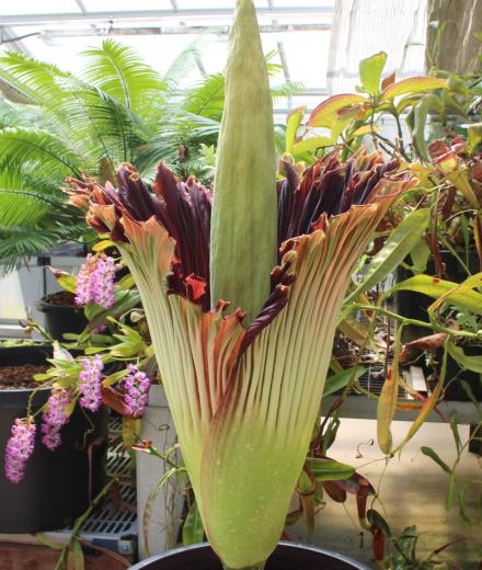 Image: corpse_flower_laura_bloom.jpg