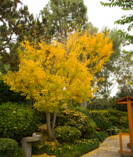 Ginkgo Tree in the Garden