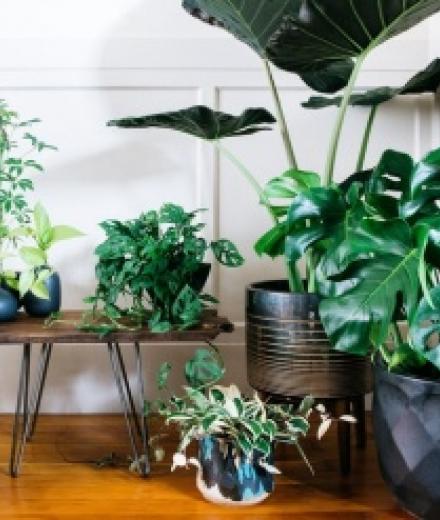 plants