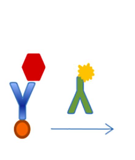 Enzyme Immunoassay Workshop