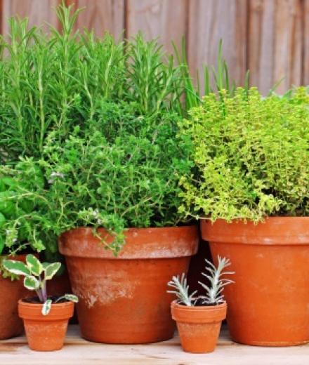 plants