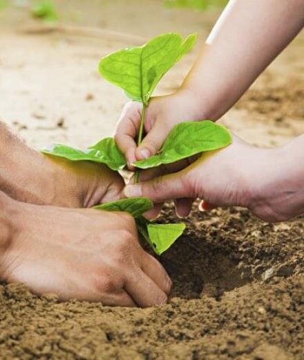 planting trees