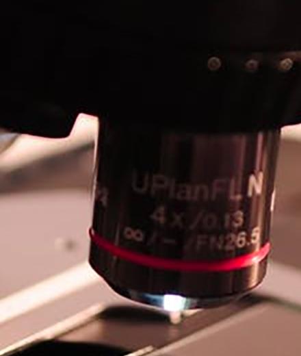 Compound/Dissecting Microscope Workshop
