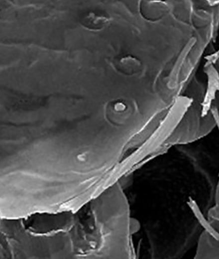 SEM Banner