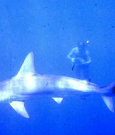 Image: shark-lab-history-scalloped-hammerhead.jpg