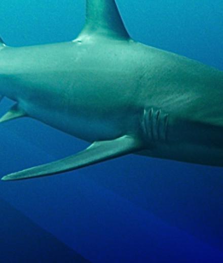 Image: shark.jpg
