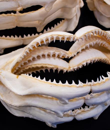 A stack of shark jaws