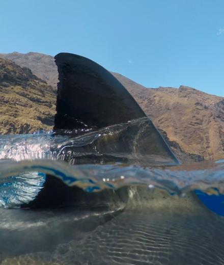 shark fin sticking out of water