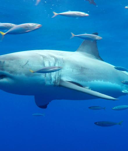 shark swimming