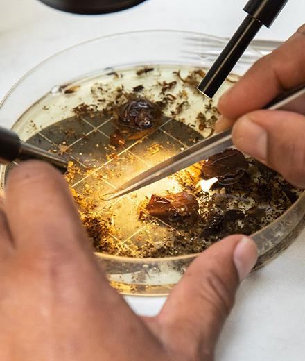 examining stream water in a petri dish