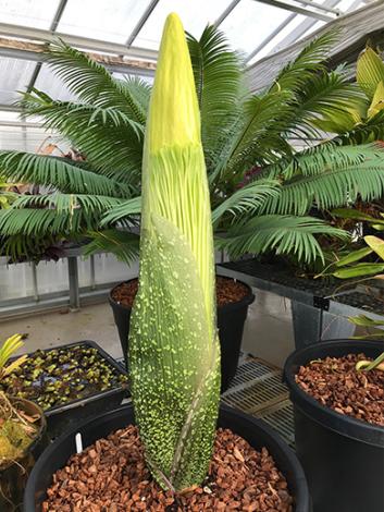 corpse flower ready to bloom