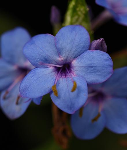 Eranthemum pulchelum flower, photo credit Laymon Ball