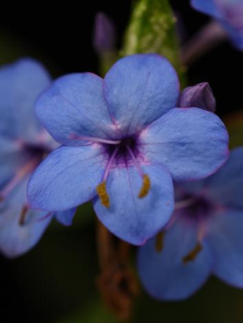 Eranthemum pulchelum flower, photo credit Laymon Ball
