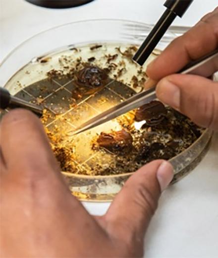 person manipulating material in a petri dish