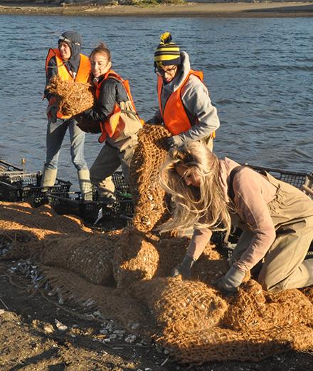 oyster bed construction