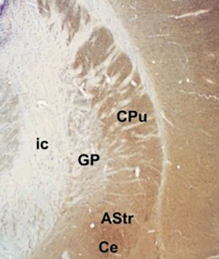 Vibratome and Immunohistochemistry in Research Workshop
