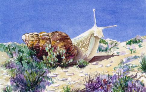 Hilary Norcliffe - Snail from Seeing Things in Joshua Tree (Watercolor).
