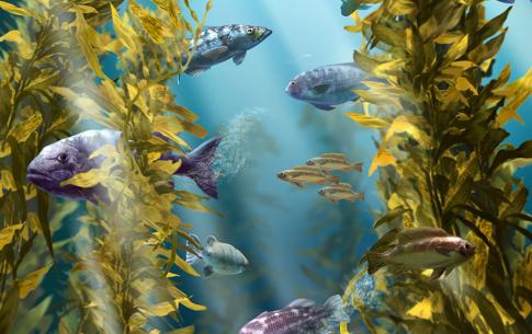 Jim Dowdalls Sample Work - Fish in Kelp Forest
