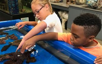 kids touching marine creatures in a touch tank