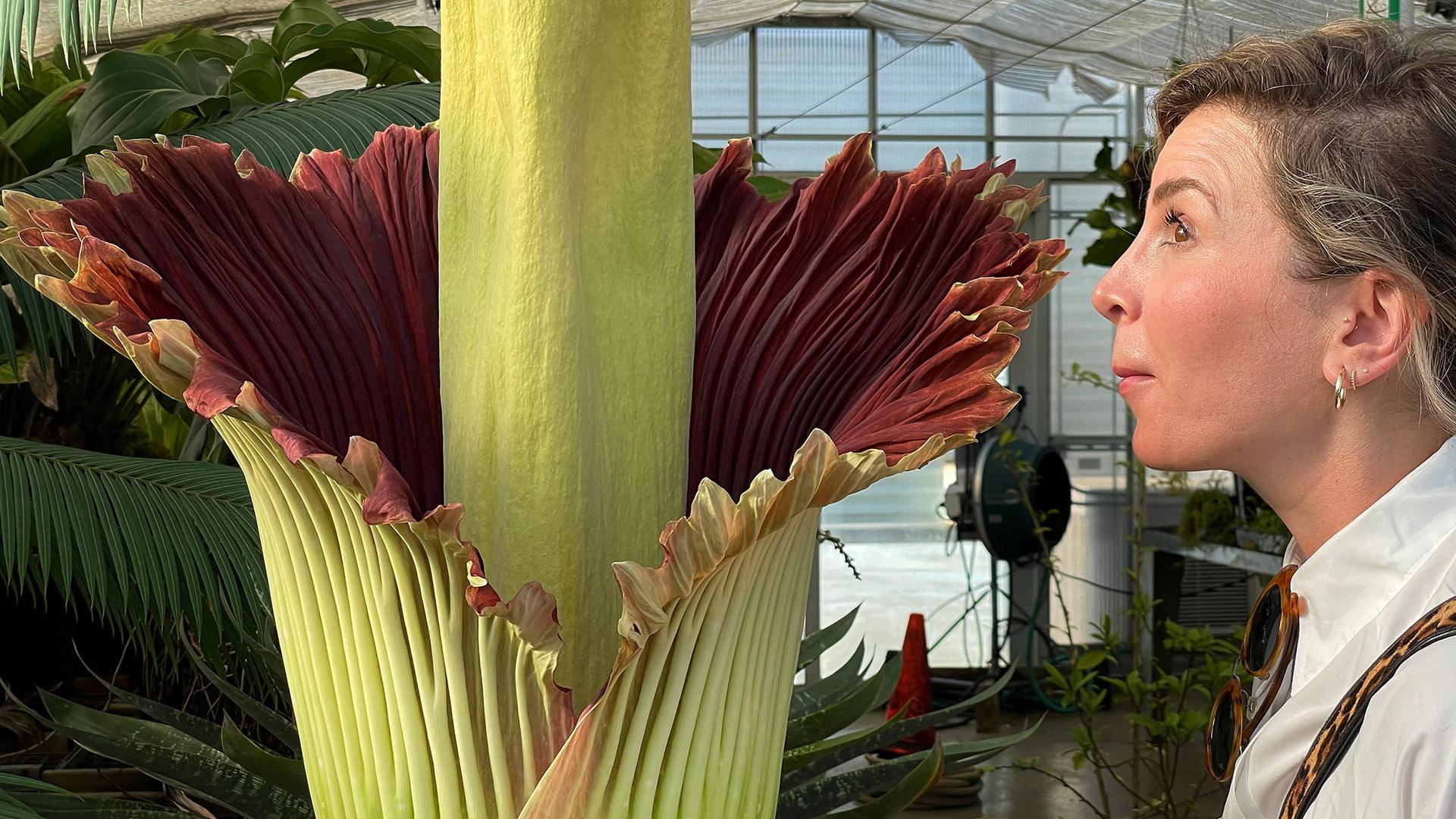 An admirer enjoys the campus corpse flower