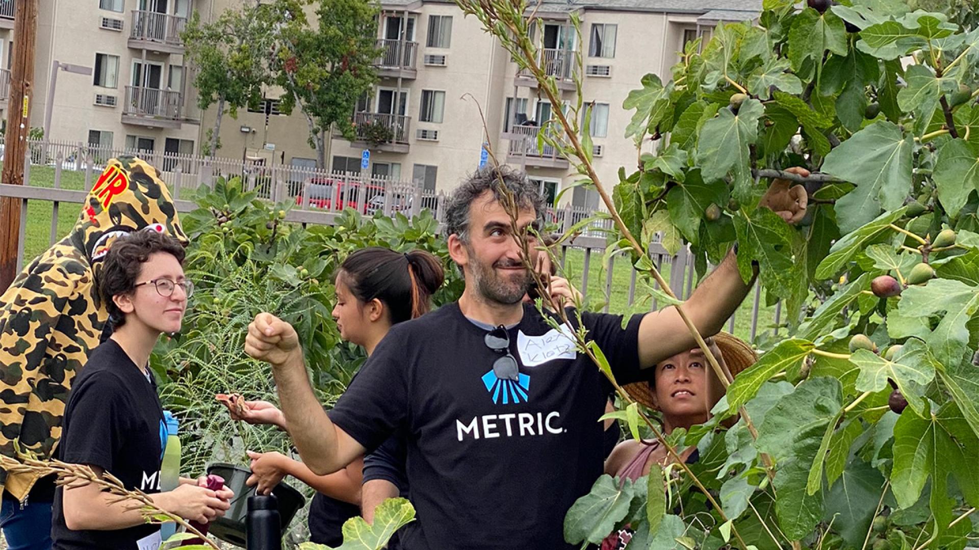 Alex Klotz picking figs