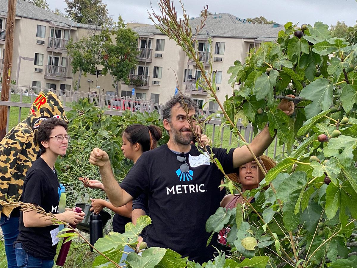 Alex Klotz picking figs