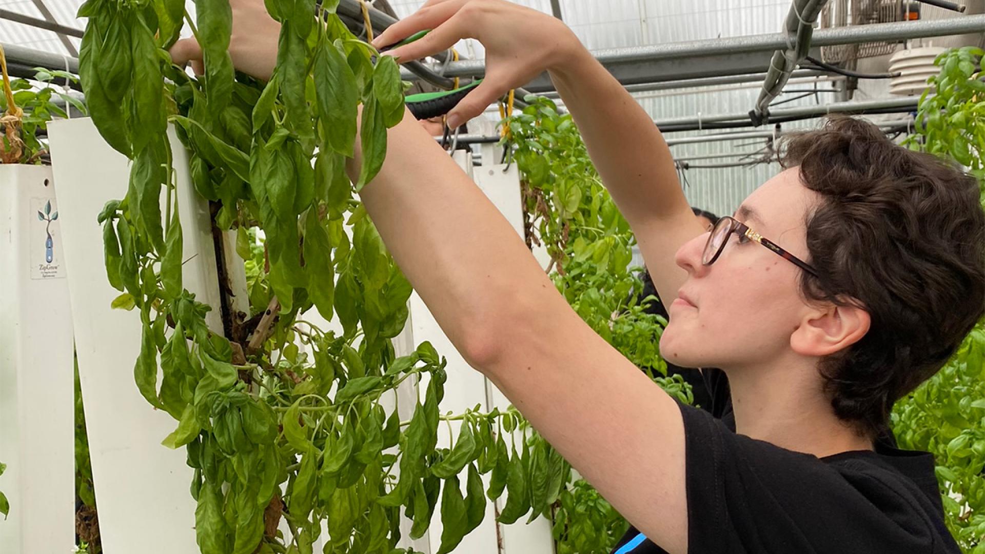 student picking basil