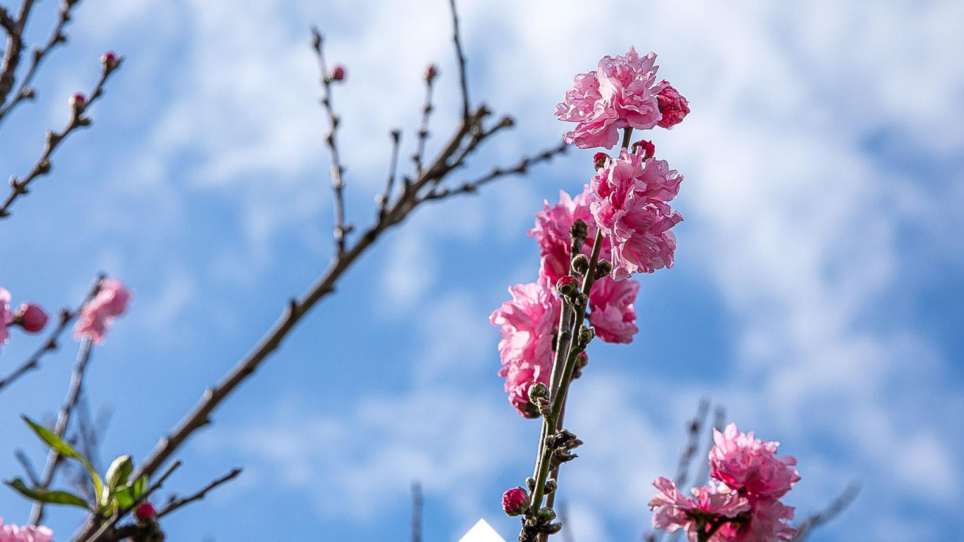 Peach blossoms on campus