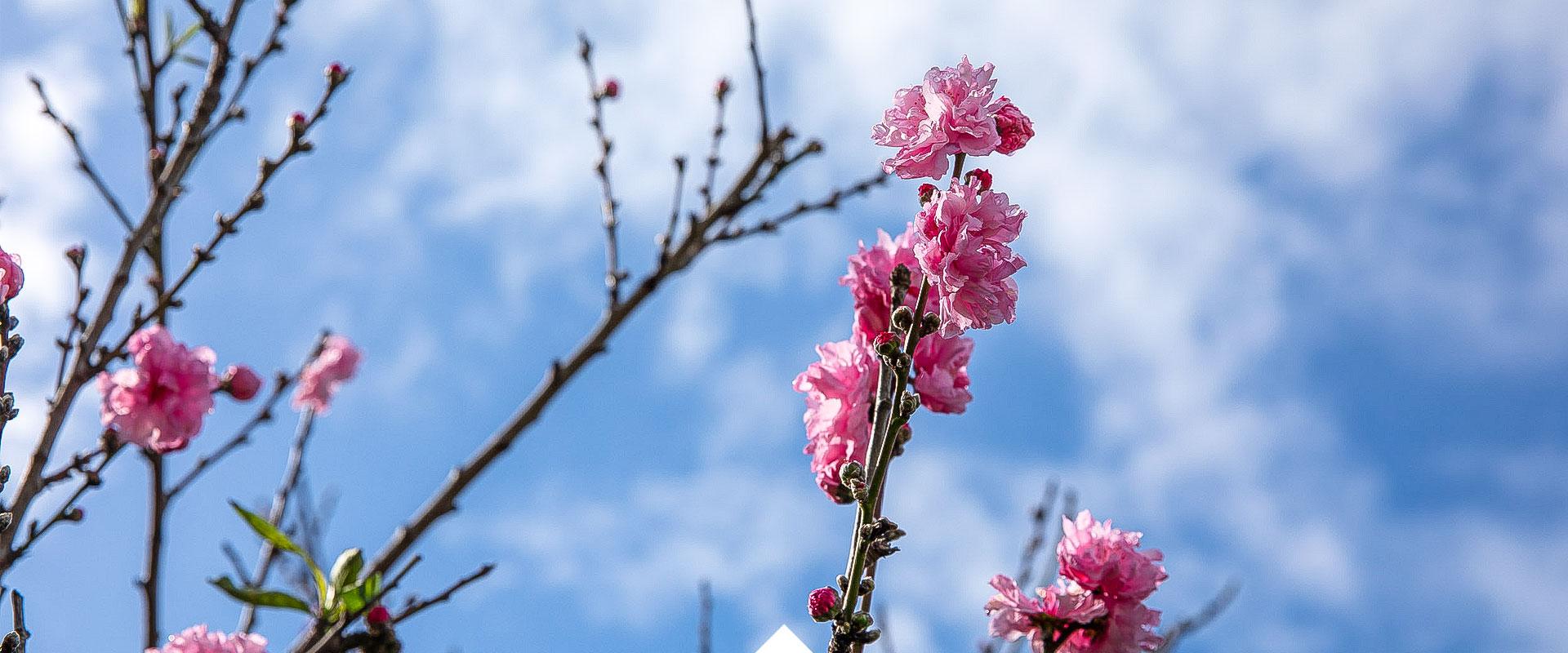 Peach blossoms on campus