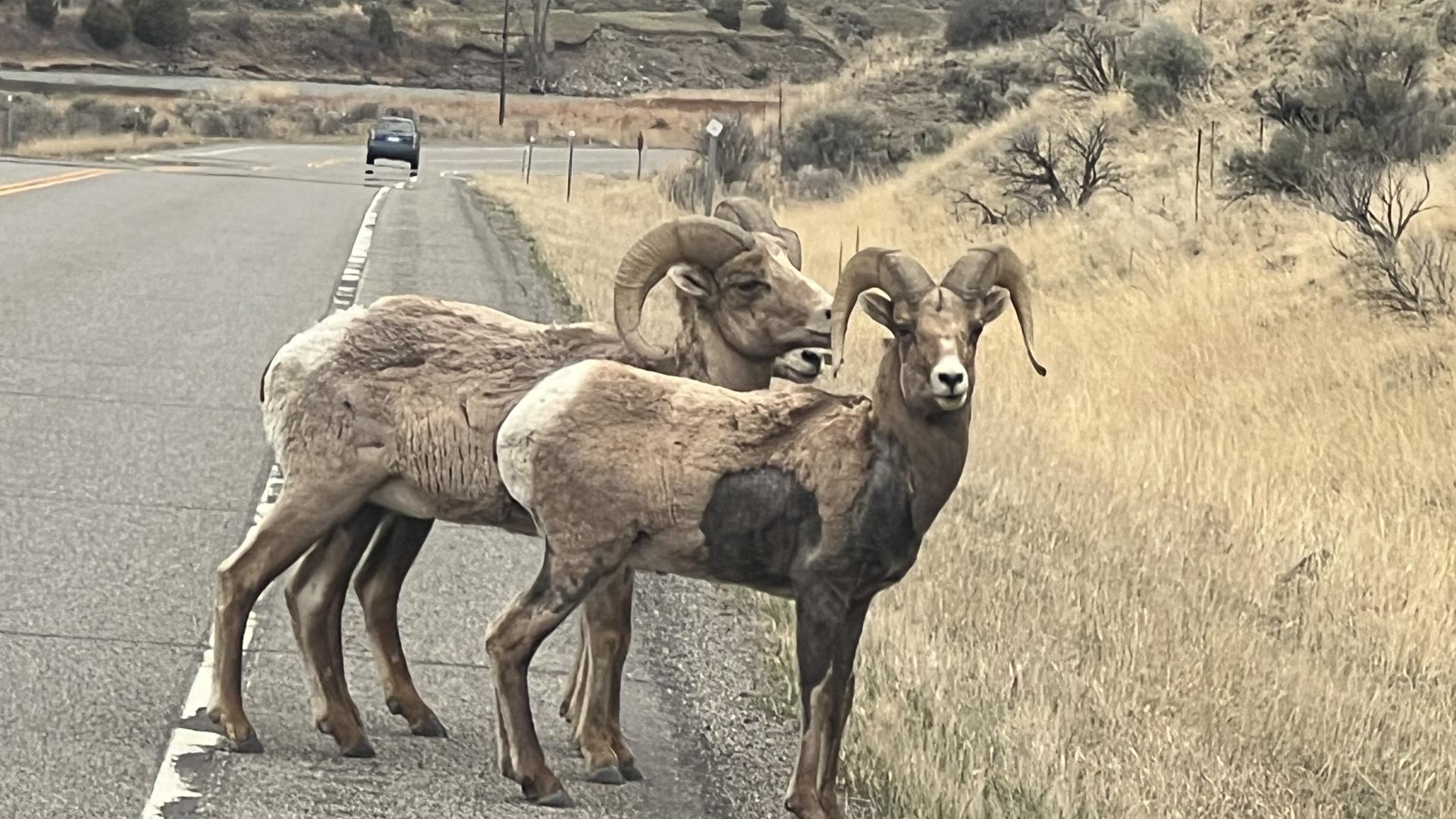 wildlife in the street of the national park