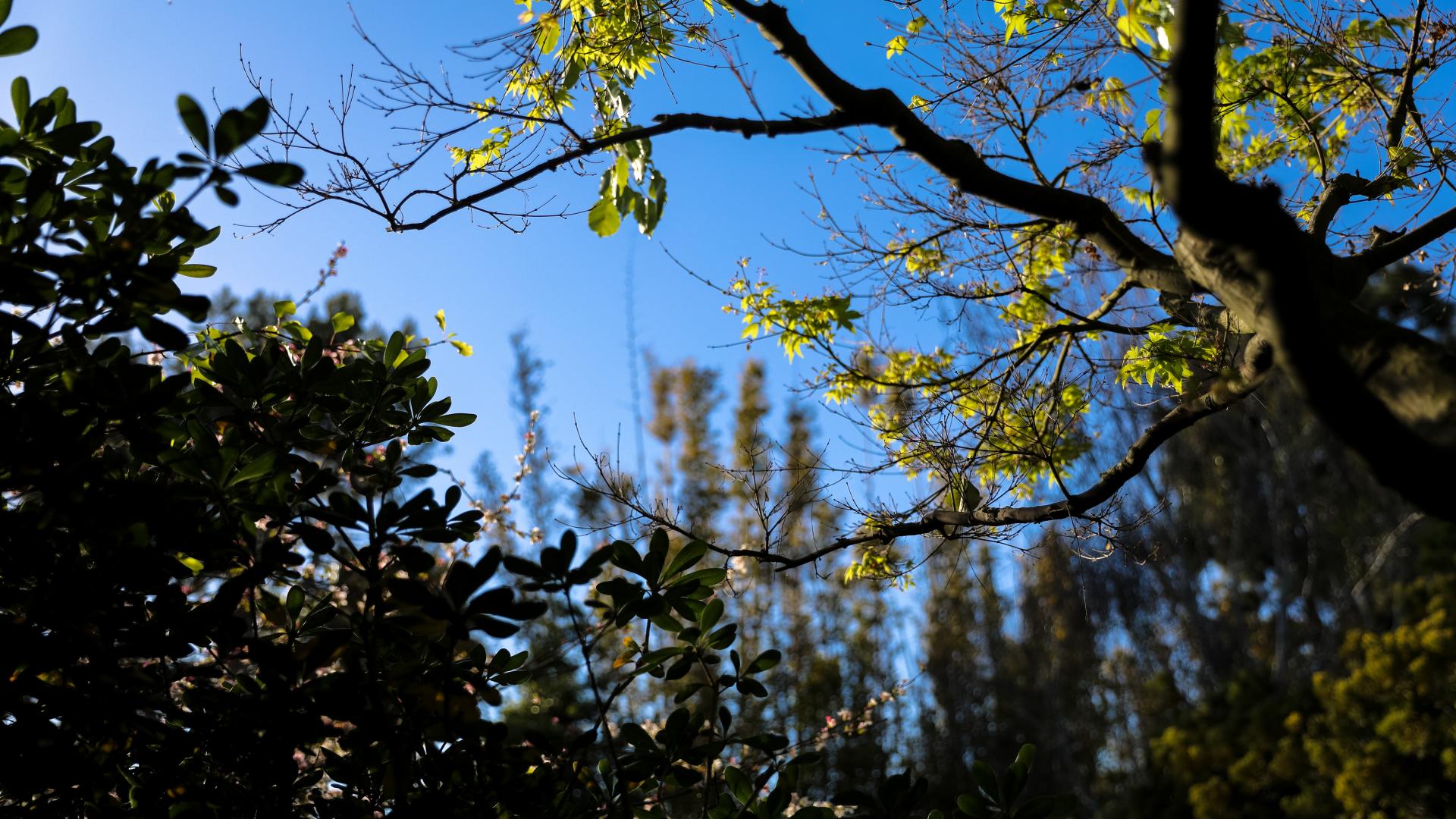 CSULB Green Generation Mixer and Sustainability Project Showcase - Japanese Garden