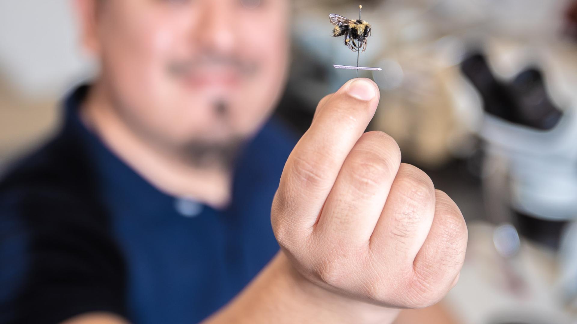 bee plant research bee plant research