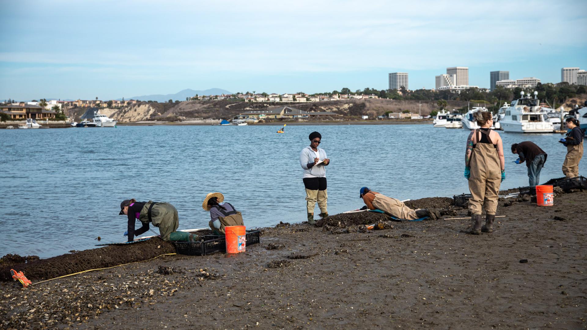 oyster restoration