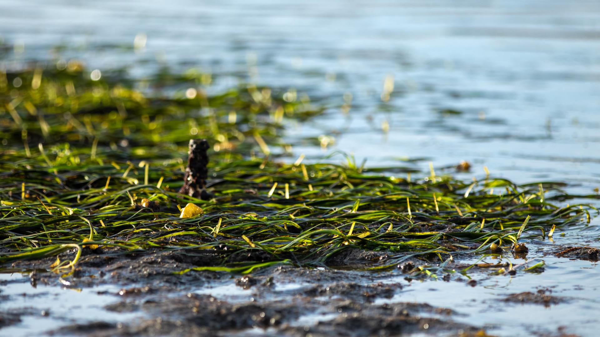 eel grass eel grass