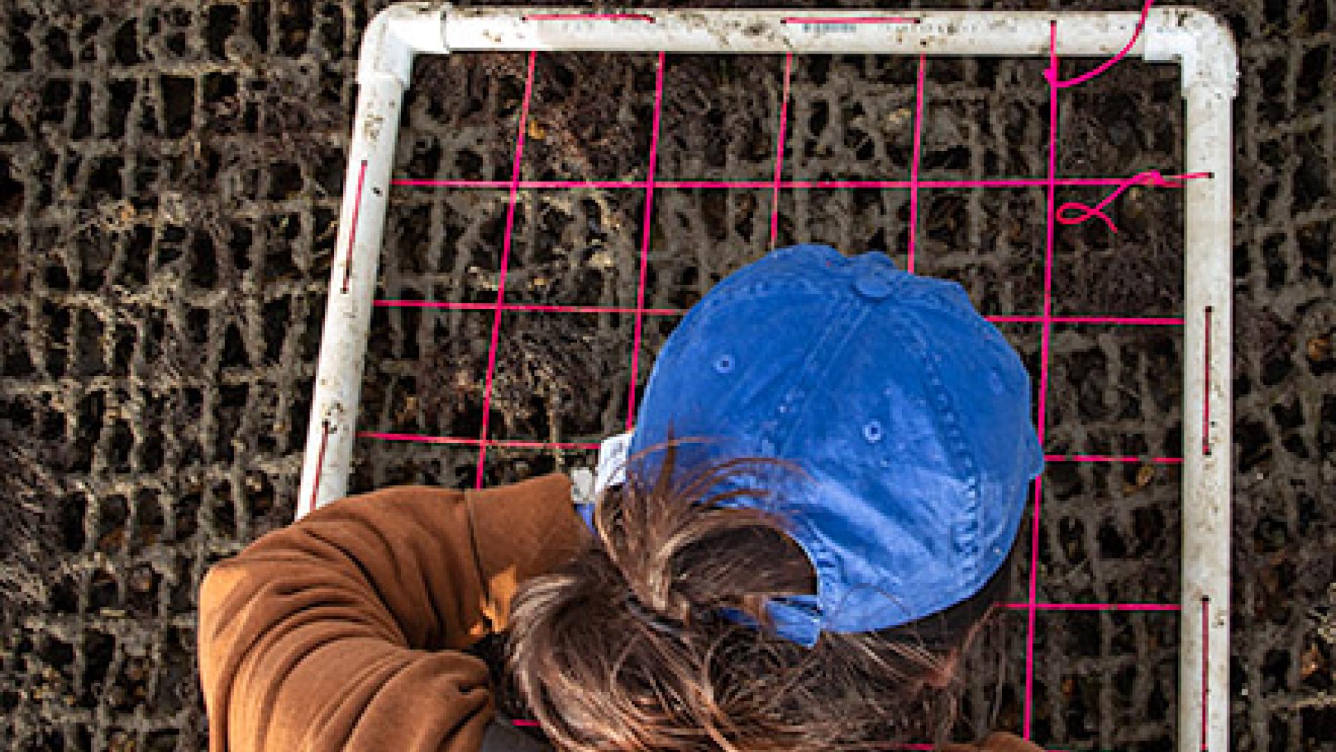 oyster restoration