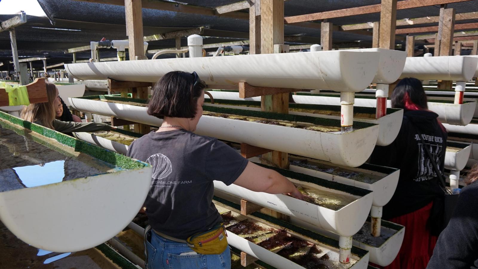 two people looking at abalone tanks