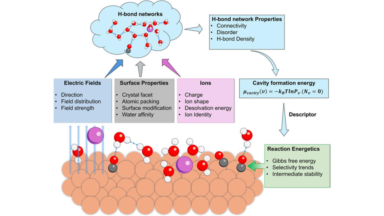 interfacial solvation