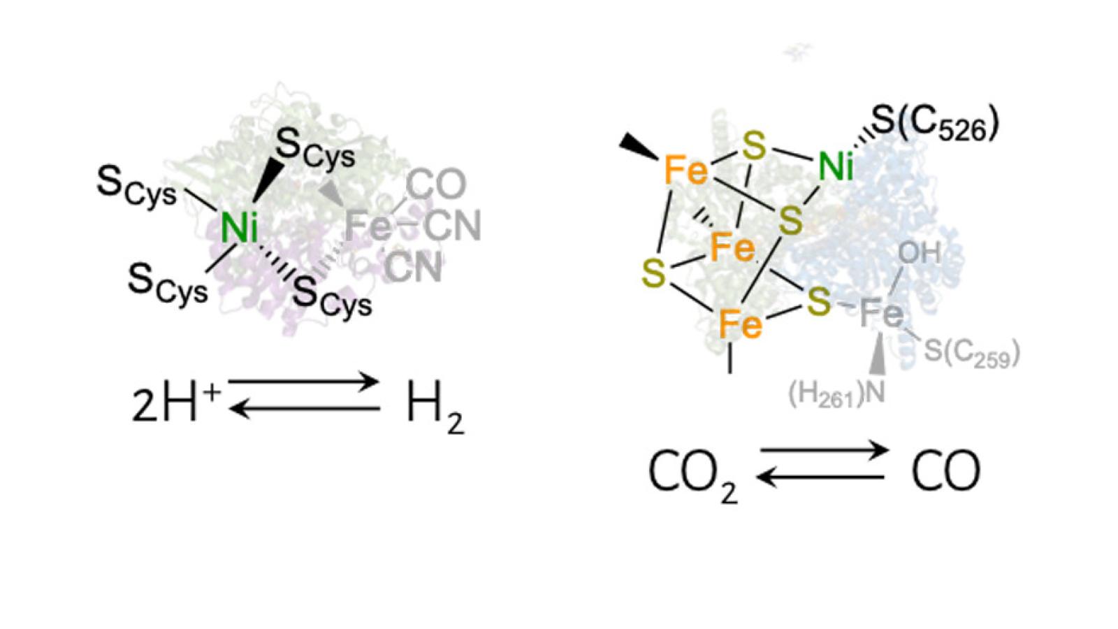 model metalloenzymes for energy conversion