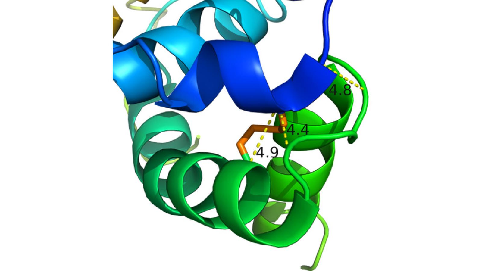 disulfide in protein folding