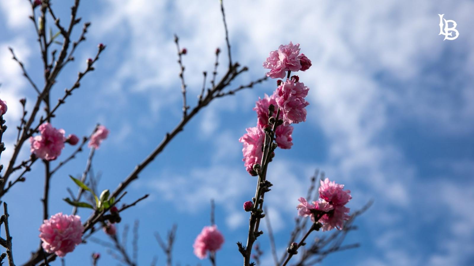cherry flowers on blue sky