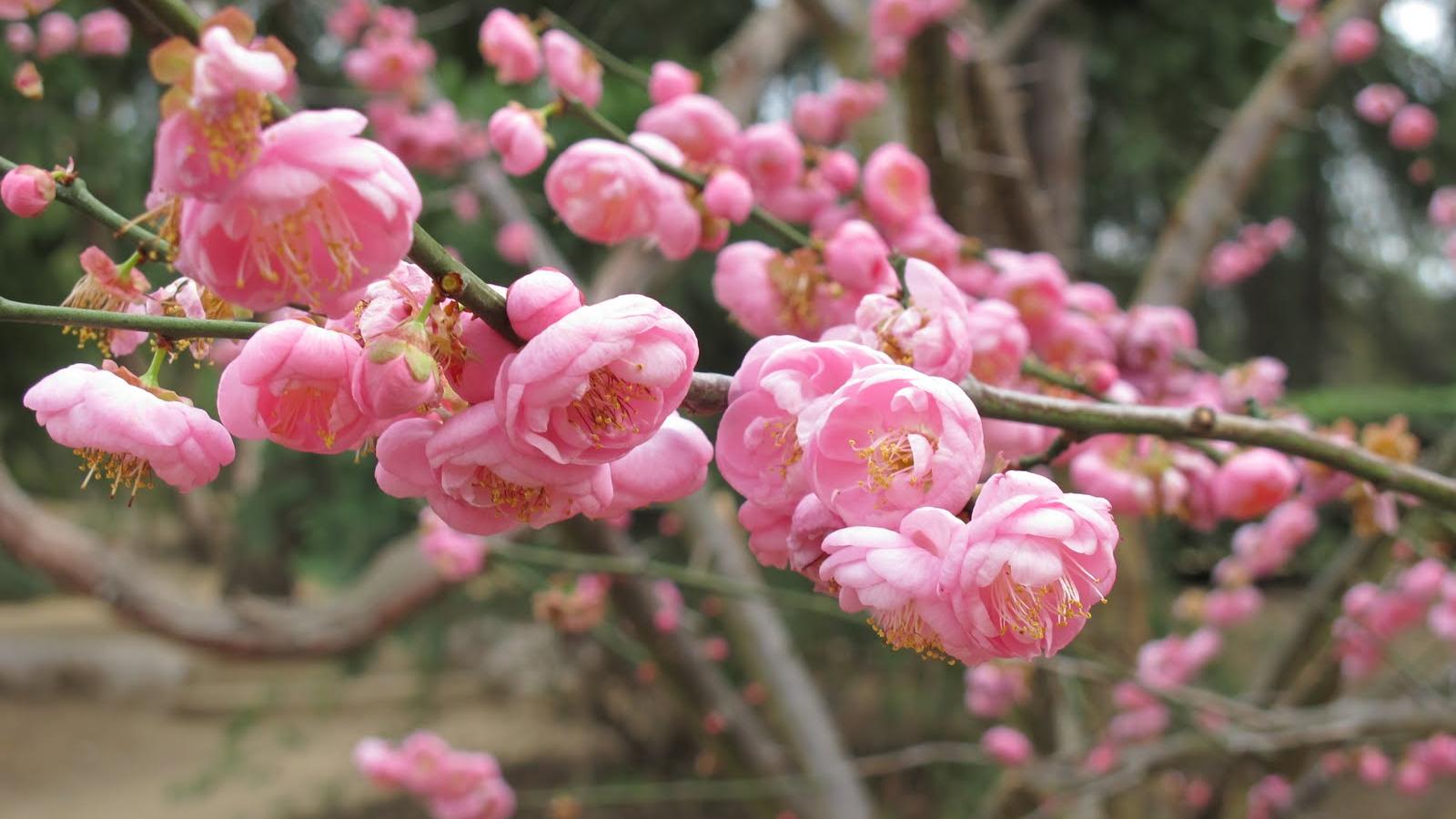 close up pink blossoms on a tree