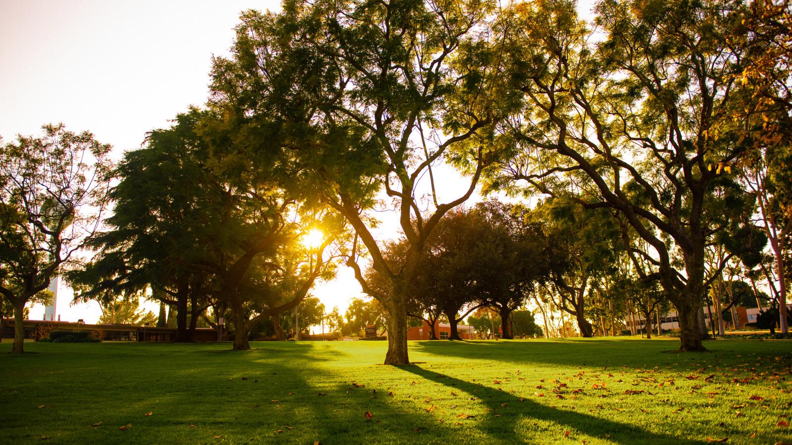 General campus green for picnic