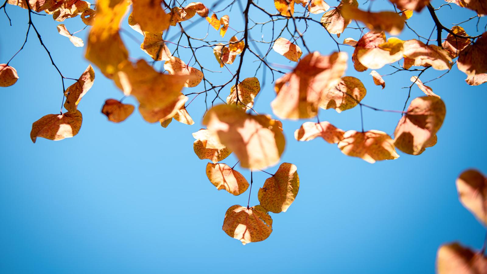 Photo of a tree with orange and multi-colored leaves