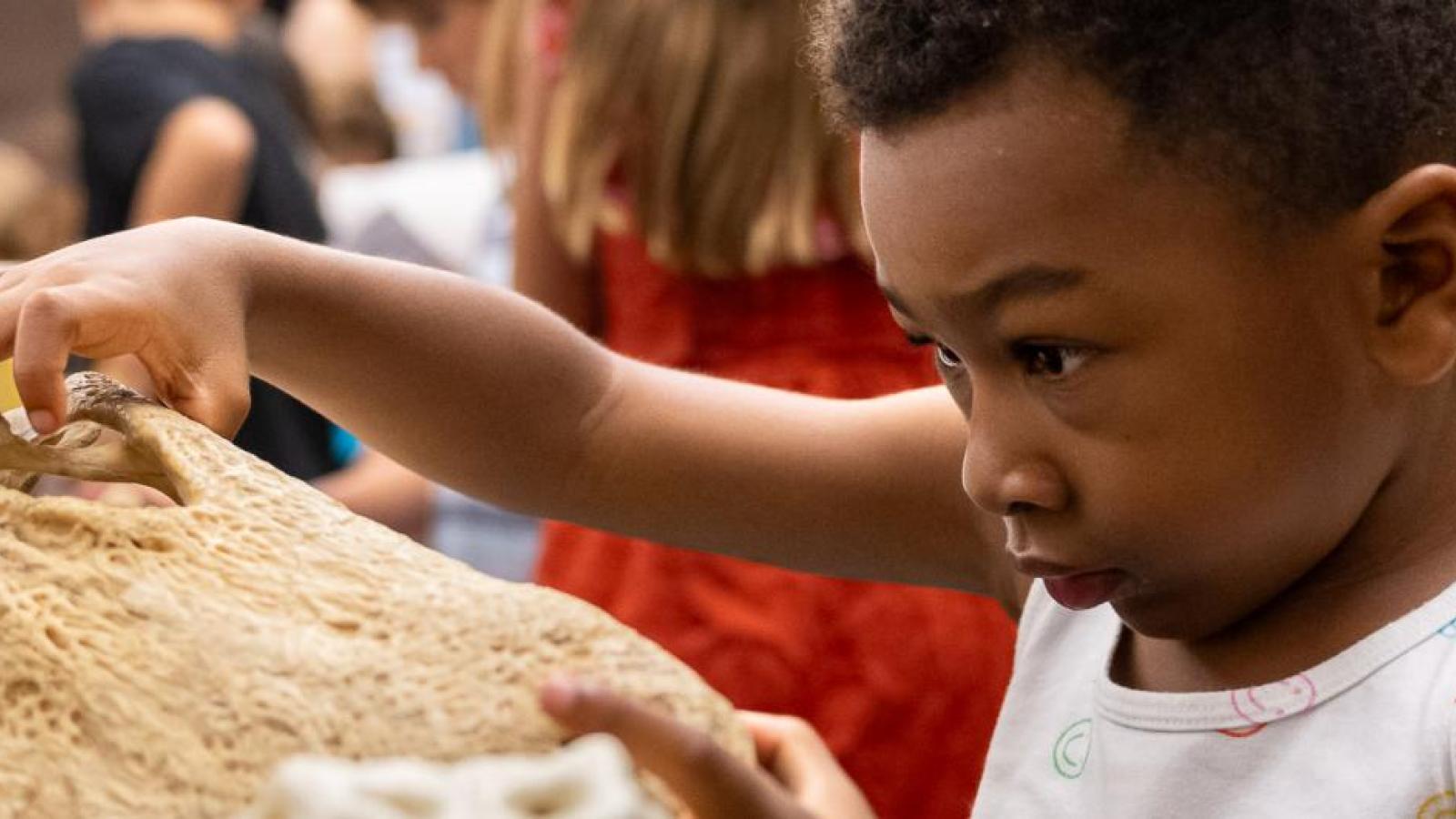 boy examining an animal skull provided by the Mammal Lab
