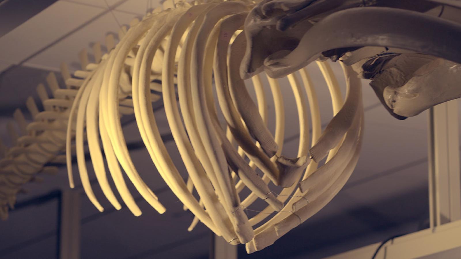 3D printed whale bones