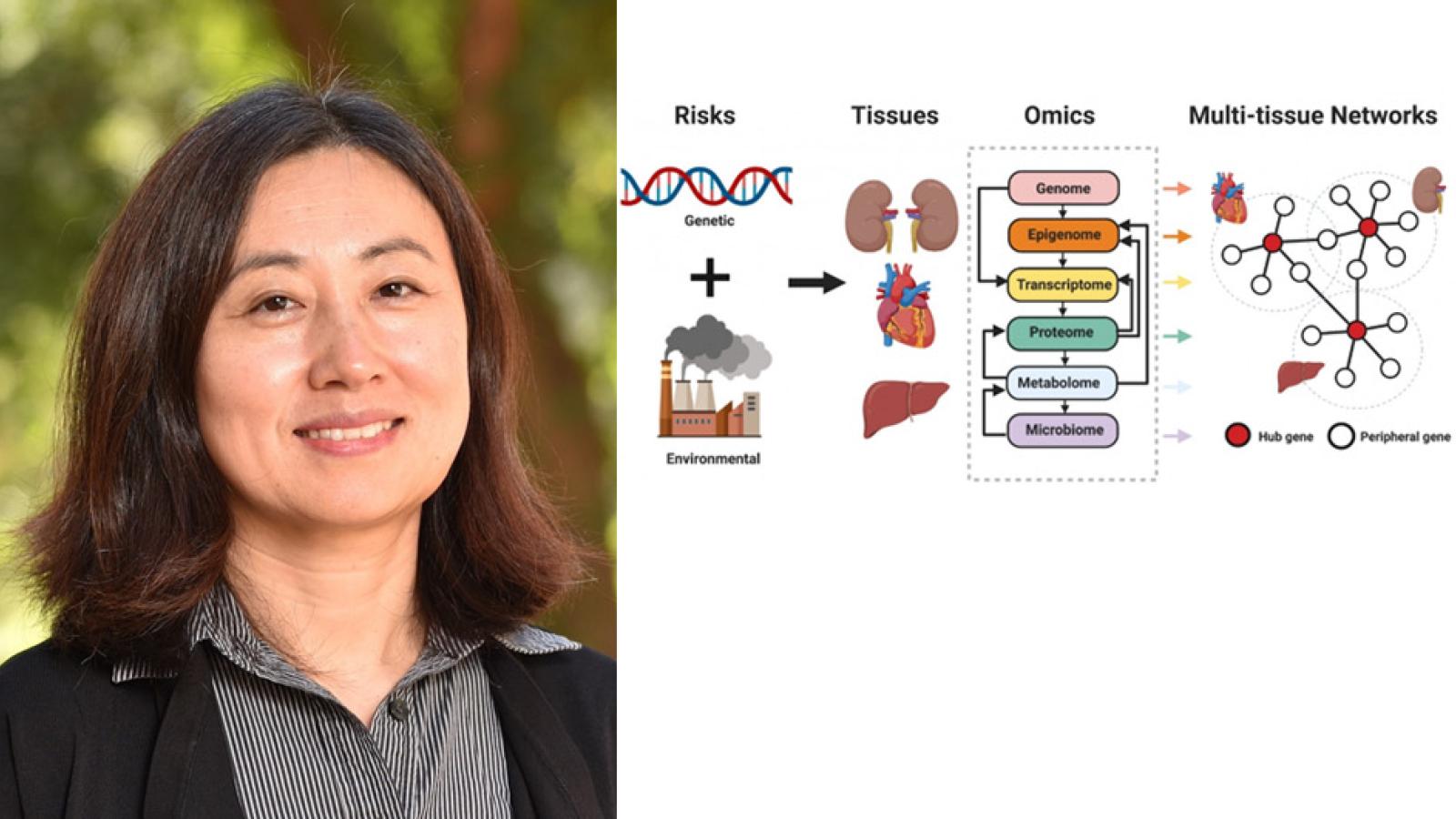 Xia Yang, and diseases and gene networks