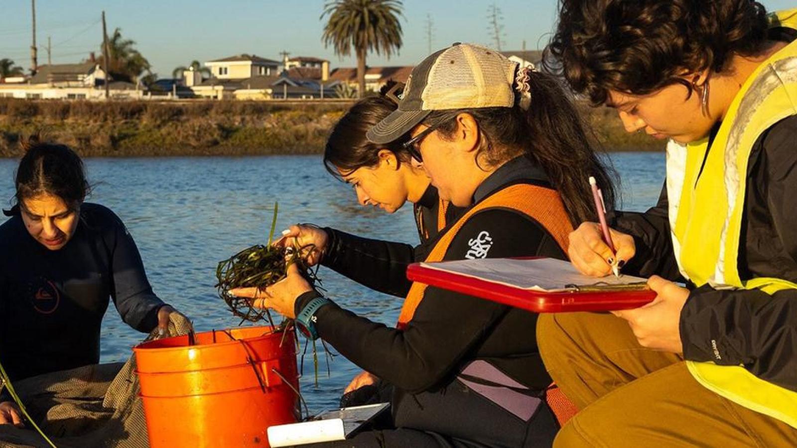 Christine Whitcraft and student researchers examining seagrass