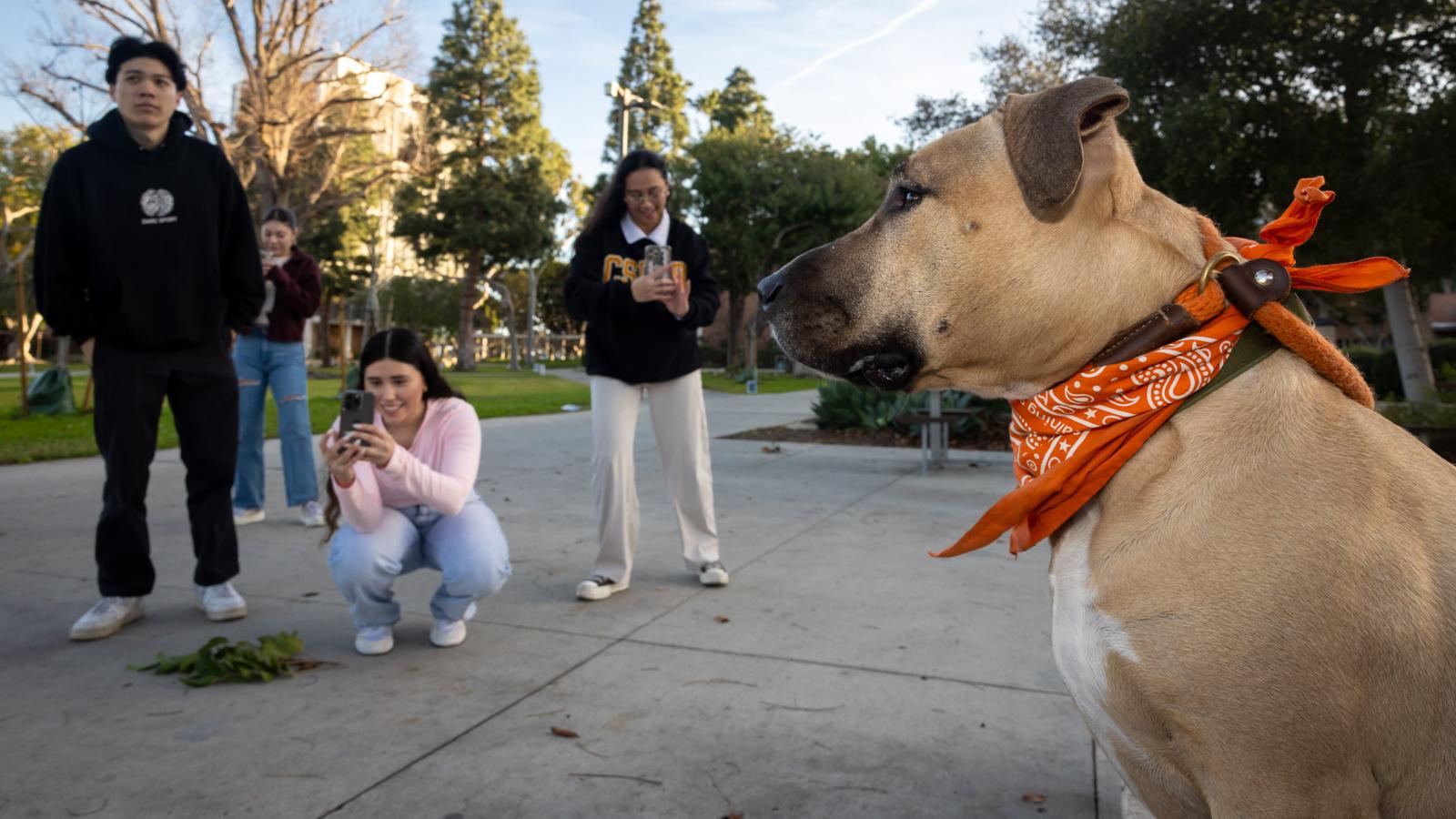 Four students watch and take pictures of a dog in a bandana outside