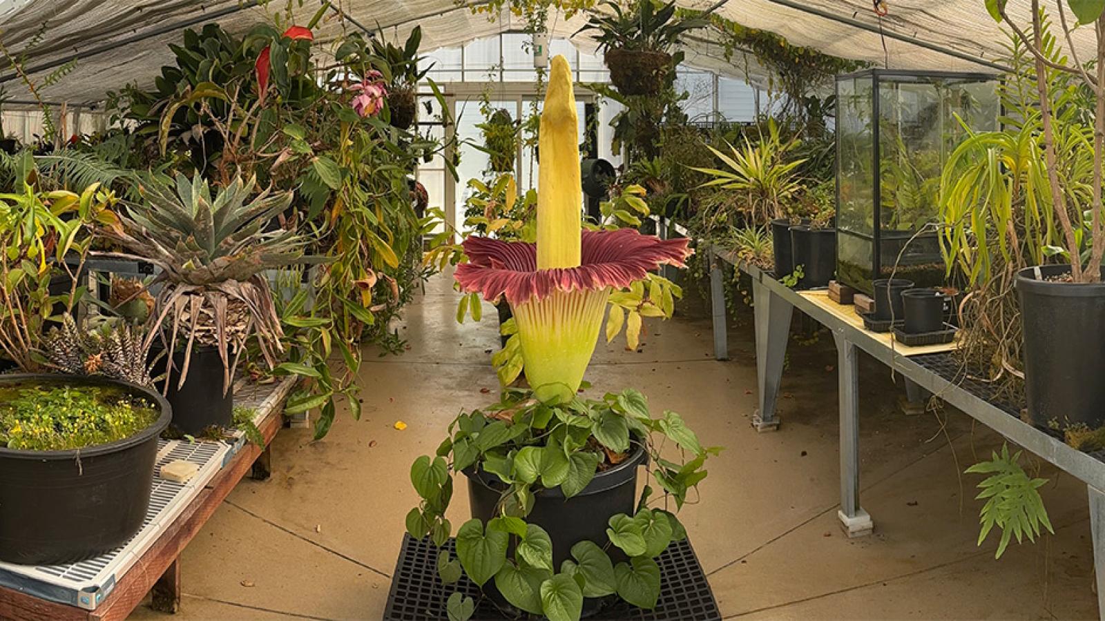 corpse flower in full bloom