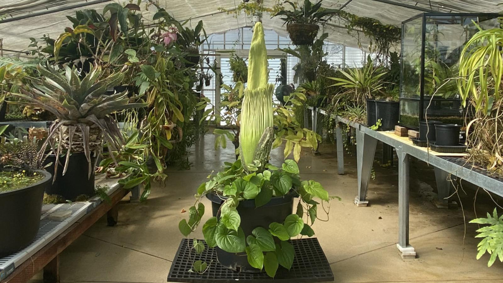 Phil the corpse flower
